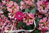 Flower belt- choose your color Tantilly 